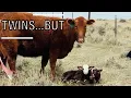 Twins Born on the Ranch But Mom Rejected One