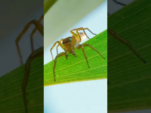 These Spiders Have a Clever Way of Stealing Their Favorite Food | #DeepLook #Shorts