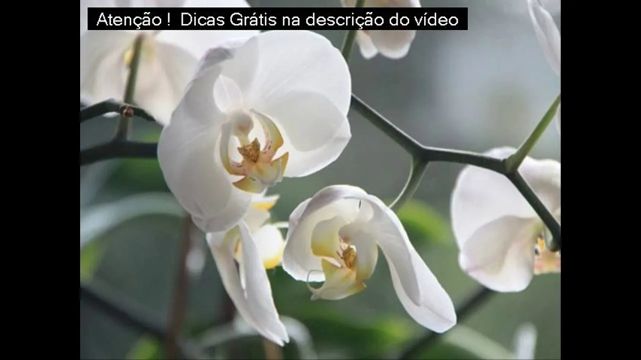 COMO CUIDAR DE ORQUÍDEA
