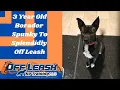 St Louis Dog Trainers - 3 Year Old Borador Spunky To Splendidly Off Leash