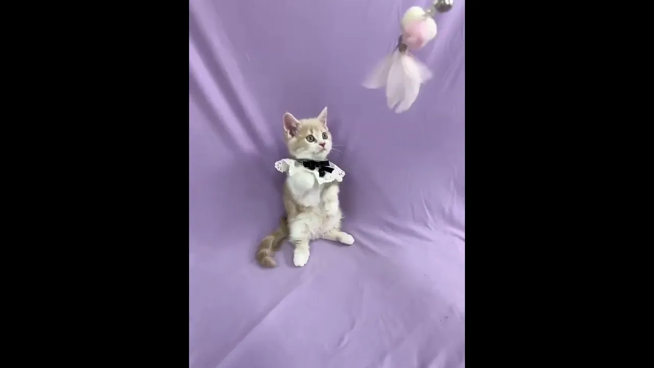 動画