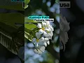 Download Lagu jenis kamboja yang populer di Indonesia #kamboja #tanamanhias #dayplant #plumeria