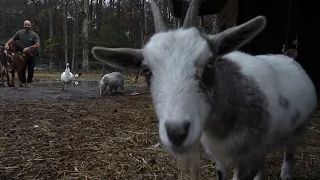 SEAN LAWLESS Going In Farm life