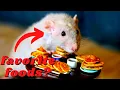 10 Foods That Rats LOVE Go Crazy For Must-try Treats