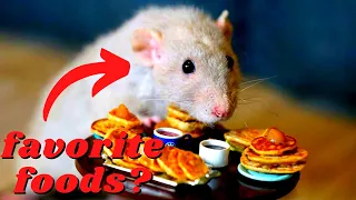 10 Foods That Rats LOVE Go Crazy For Must-try Treats