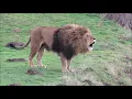 Lion Roar Compilation Aggressive roars