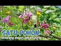 Download Lagu Suara Pikat Sogon Ribut Dan Prenjak Ribut Anti zonk