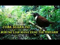 Download Lagu Suara pikat tepus leher putih 💯% jitu.