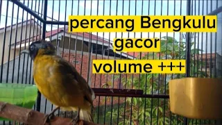 Download Kutilang sutra || percang Bengkulu gacor suara jernih volume +++ MP3