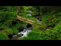 Download Lagu Jalan-Jalan Alam Mandi Hutan di Gunung Daisen yang Berlumut | Tottori, Jepang, ASMR Aliran Sungai Pegunungan 4K
