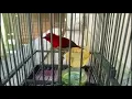 Download Lagu Suara burung Sepah raja ekor merah