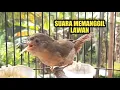 Download Lagu Suara burung flamboyan gacor memanggil lawan