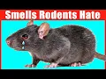 12 Smells that Mice and Rats Hate is Unbelievable