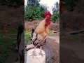 Download Lagu ayam suara berkokok #ayam #suara #rooster #gallos