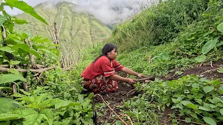 organic world || @villagefoodkitchen ||