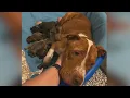 Dog En Route To Minnesota Rescue Delivers 14 Puppies During Trip