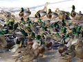 Mallards crowd duck pond