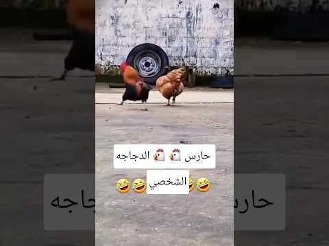#السعودية #ليبيا #الجزائر #المغرب #السودان #مصر #لبنان #قطر #الأردن #العراق #البحرين #سوريا # funny