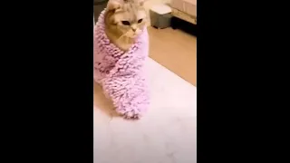 cute is not enough funny cats and dogs compilation 20 2021 
