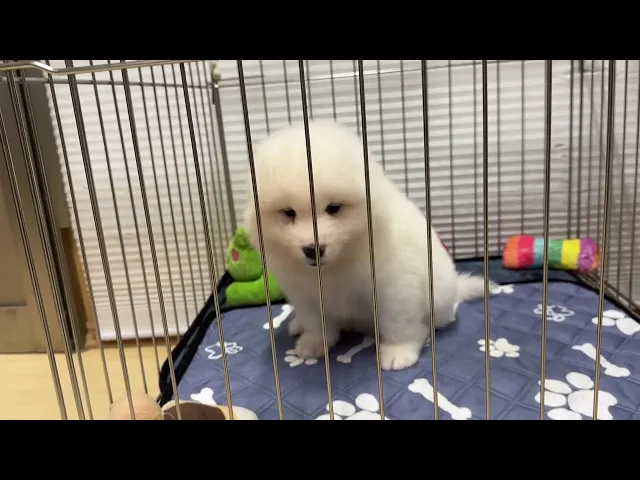 動画