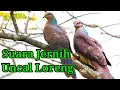 Download Lagu suara burung Uncal loreng Jernih dan ampuh