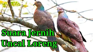 Download suara burung Uncal loreng Jernih dan ampuh MP3