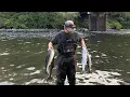 Fishing the Pink Salmon Run in Campbell River