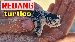 E206 – Turtles Hatching and Island Paradise | Redang Island, Malaysia 🐢🌴