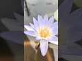 Download Lagu Beautiful lotus in my home garden🪷💗💗#viral#shorts#yshortsvideo#love#lotusflower#lotus#flowerslove🪷🪷🪷