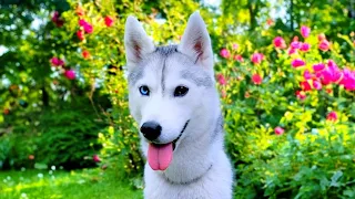 🔴 Hang Out With my Husky! (LIVE)