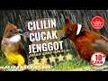 Download Lagu masteran cililin jenggot - audio juara terbaik 10jam