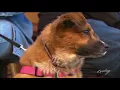 Downtown clinic serves low income pet owners - KING 5 Evening