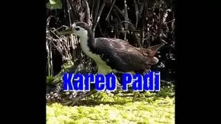kareo padi