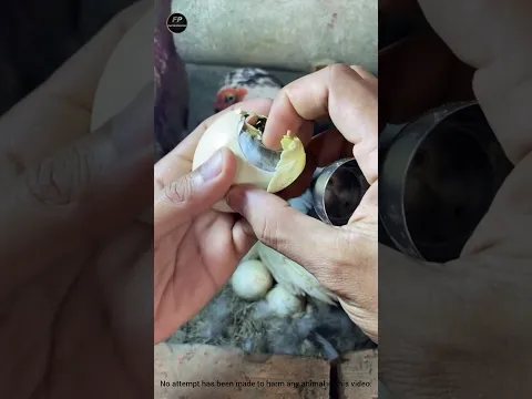 What was found in the duck egg /😦 #shortvideo