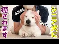 Download Lagu お顔むにむに傾いちゃうシニアコーギー【14才10ヵ月】