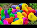 Lagu Tangkap Ayam Lucu,Ayam Warna Warni,Ayam rainbow,Ayam Pelangi, Bebek,kucing,Kelinci,Dunia Hewan Lucu