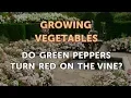 Do Green Peppers Turn Red on the Vine