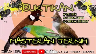 Download MASTERAN CILILIN, CUCAK KINOI, CUCAK JENGGOT || JERNIH DENGAN SUARA AIR MENGALIR MP3