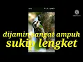 suara pikat sangat ampuh burung pelatuk beras