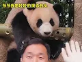 Download Lagu 福宝把温柔给了爷爷调皮捣蛋留给了妈妈大熊猫福宝