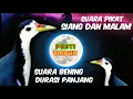 Download Lagu Suara ruak ruak baburak wak wak jernih bening ampuh