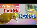 Download Lagu Perbedaan Pleci Dakbal dan Kacial || Tips Ngombyok Pleci