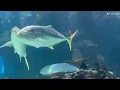 Underground Aquarium Restaurant in USA-Nashville Opry mills Mall
