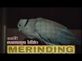 Download Lagu PANCINGAN PUTER PELUNG SUARA SRIGALA MERDU || MASTERAN PUTER PELUNG