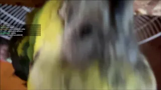 COCINANDO CON CARLITOS INSANO