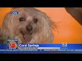 Coral Springs Shelter Manager It Was A Challenge