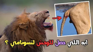 الاسد الوحش تسونامي ملك بوتسوانا يعرج بشده واخوه جام ديله مقطوع لابد انهم في حرب 