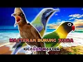 Lagu Kombinasi masteran cililin vs cucak cungkok vs lovebird | TEGALSTORY