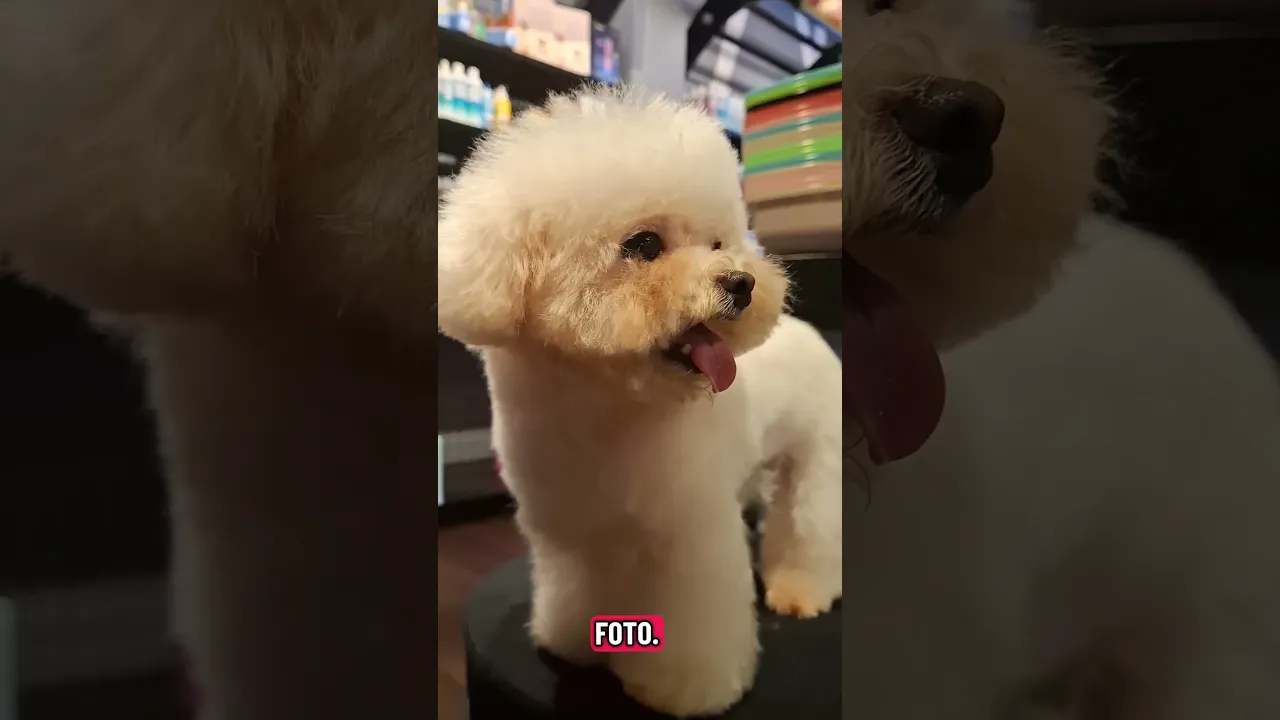 π#anjinglucu #puppy