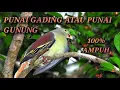 Download Lagu SUARA PIKAT PUNAI GADING || PUNAI GUNUNG